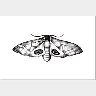 Dramabite Vintage moth illustration Posters and Art